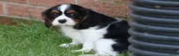 Cavalier King Charles Spaniel dogs for sale: Beautiful Cavalier King Charles Spaniel puppies - Advert 10