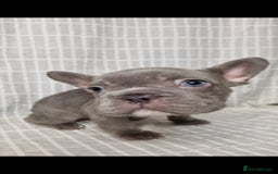 French Bulldog dogs for sale: Outstanding French Bulldog Puppies – KC - Image 13