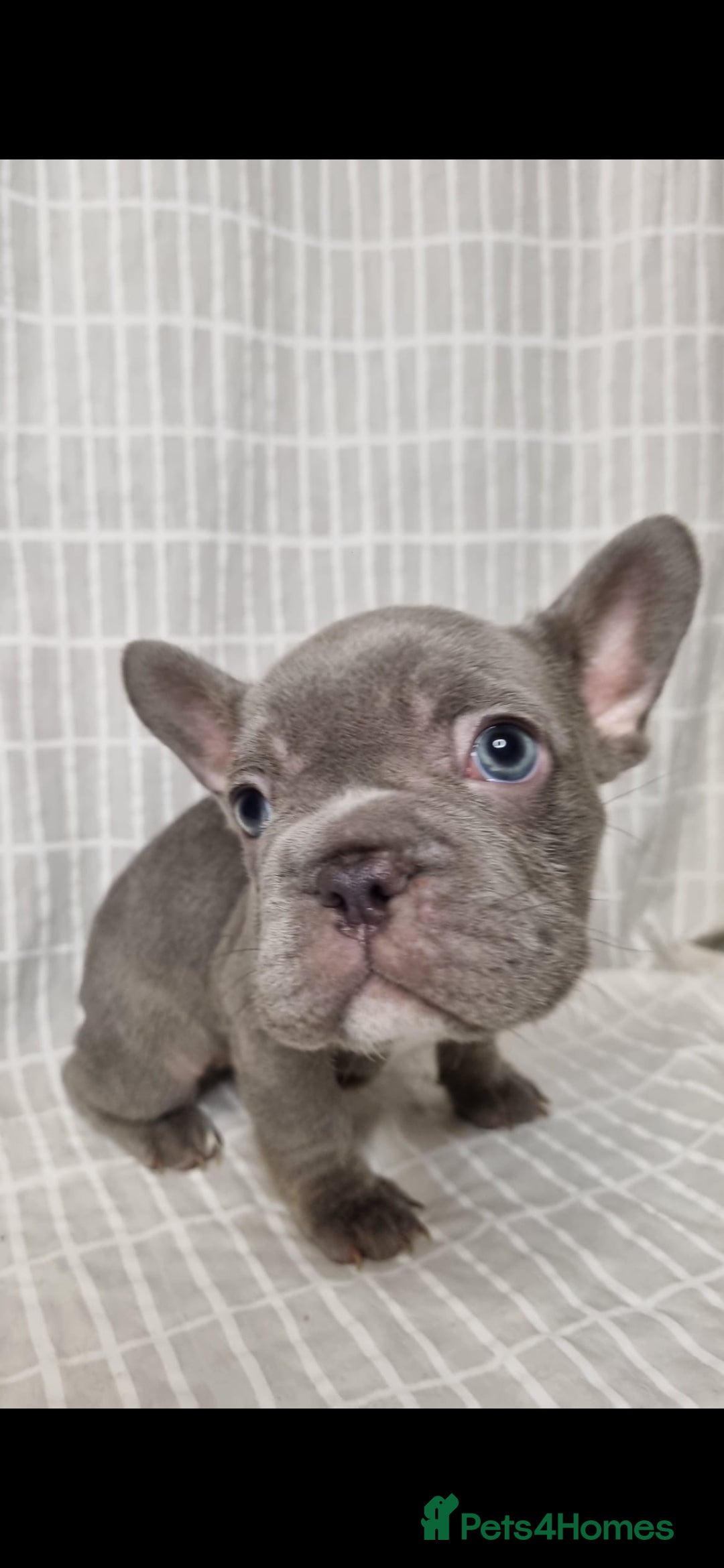 French Bulldog dogs for sale: Outstanding French Bulldog Puppies – KC - Image 13