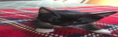 Tuxedo Male 1
