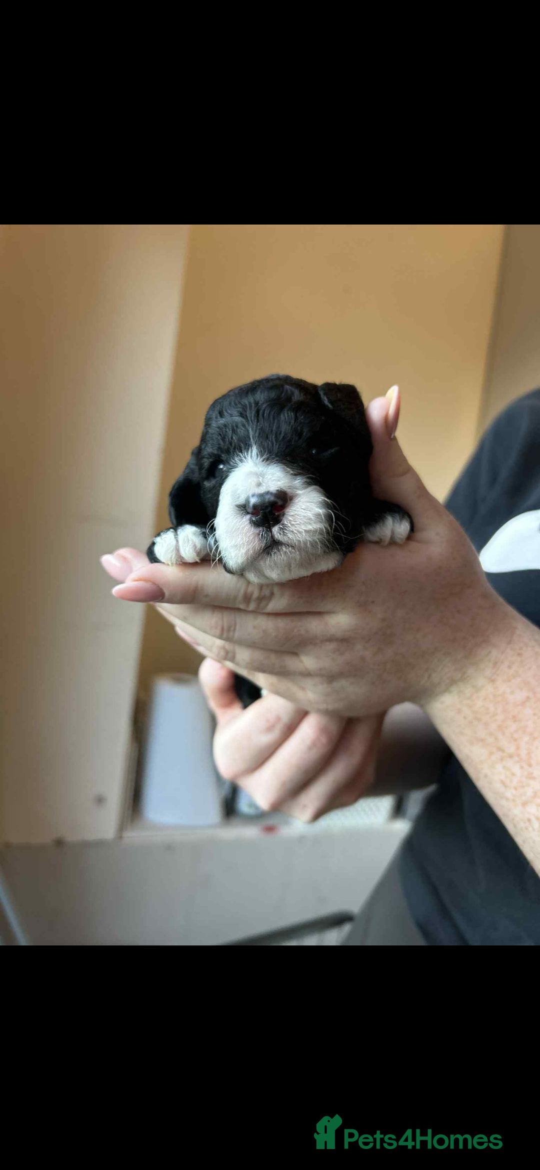 Mixed Breed dogs for sale: Beautiful miniature labradoodle puppies  - Advert 2