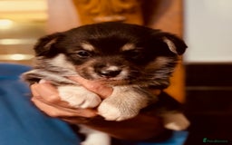 Welsh Corgi Pembroke dogs for sale: 2 Tri/KC girls from health tested parents - Image 20