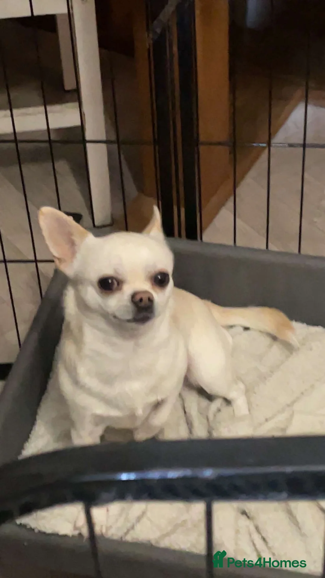 Chihuahua dogs for sale: Rare Russian male Chihuahua - Advert 2