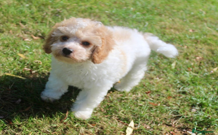 Cavapoo dogs - Advert 4