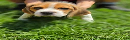 Beagle dogs for sale: Beagle puppies ready for love!! - Advert 10