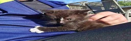 Mixed Breed cats for sale: Kittens in Sittingbourne - Advert 4