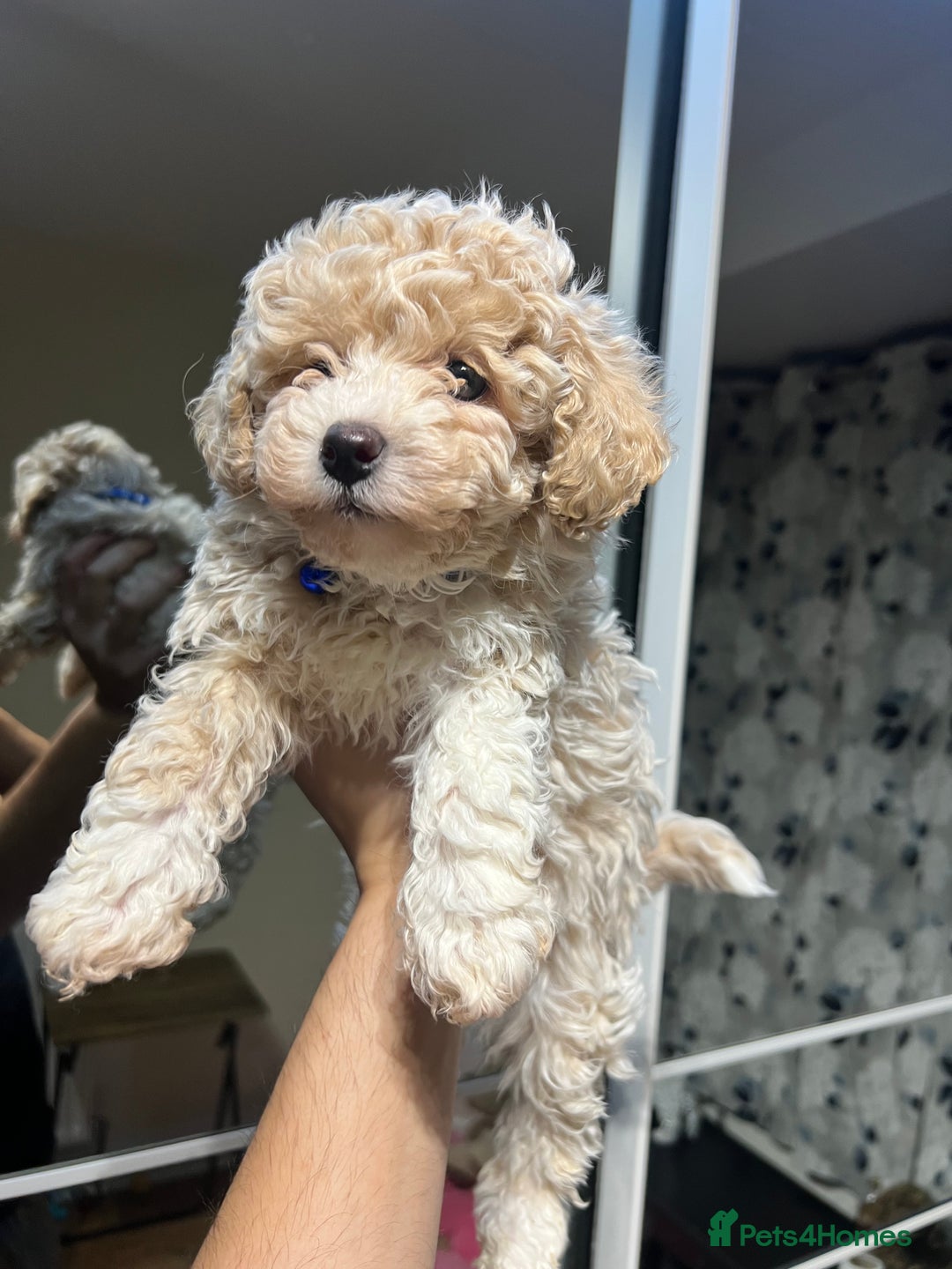 Maltipoo dogs for sale: Maltipoo F1 Males💙 - Advert 4