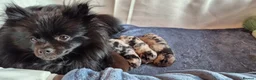 Pomeranian dogs for sale: Primroses precious Pom pups - Advert 6