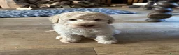 Australian Labradoodle dogs for sale: Miniature Australian Labradoodle Puppies READY May - Advert 20