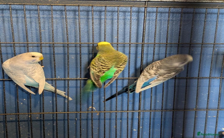 Budgerigars birds - Advert 2