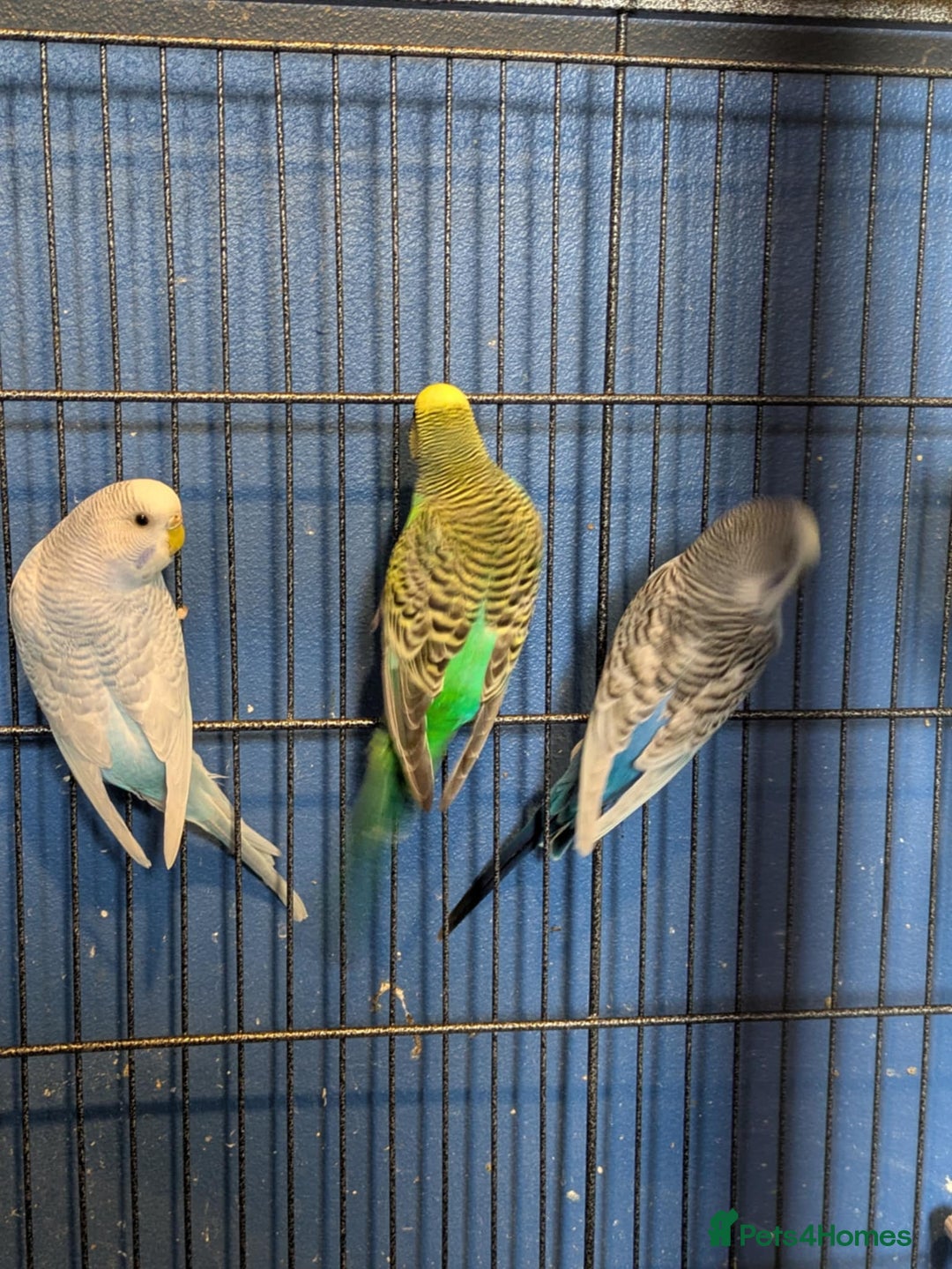 Budgerigars birds for sale: Clearbody colour budgierigar(minis) for sale. - Image 1