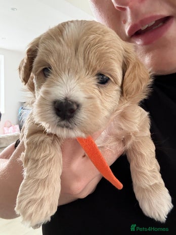 Maltipoo dogs - Advert 3