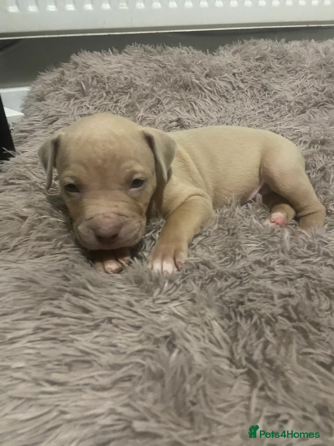 Staffordshire Bull Terrier dogs for sale: Blue merla - Advert 11