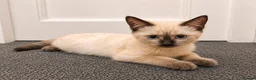 Ragdoll cats for sale: Beautiful Ragdoll Cross Kitten – Blue Eyes - Advert 6