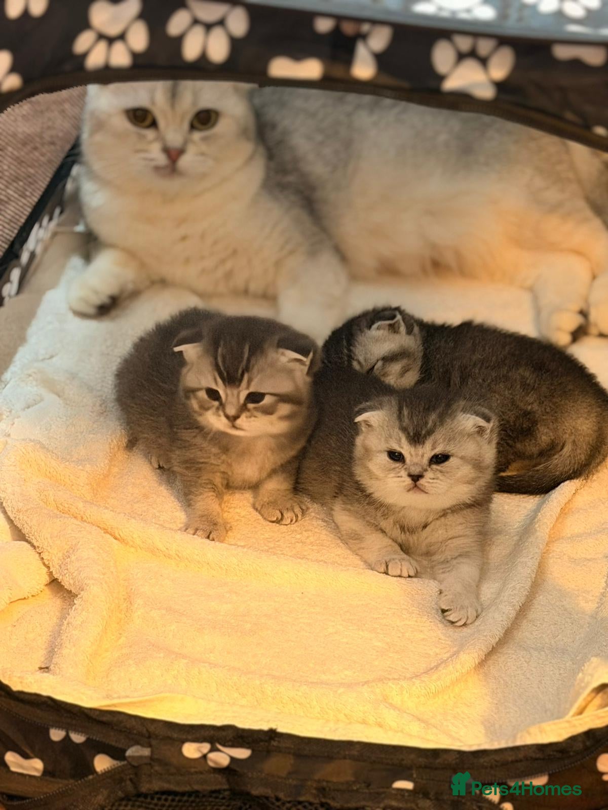 Scottish Fold cats Scottish fold for sale - Advert 10