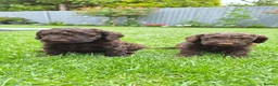 Cockapoo dogs for sale: Gorgeous Cockapoo Puppies Available forReservation - Advert 5