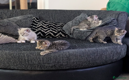 Mixed Breed cats for sale: Beautiful chinchilla Persian cross kittens - Image 6