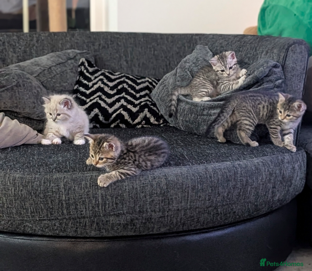 Mixed Breed cats for sale: Beautiful chinchilla Persian cross kittens - Image 6