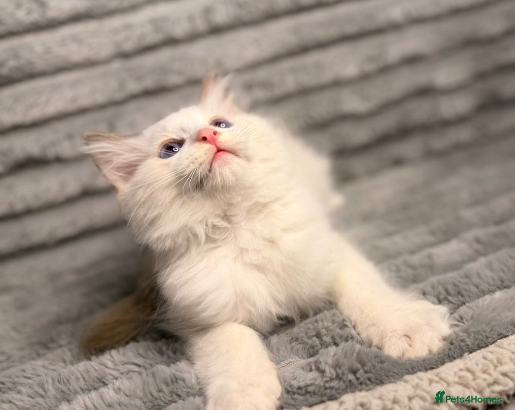 Ragdoll cats STUNNING BICOLOUR RAGDOLL KITTEN 🩵 - Advert 1