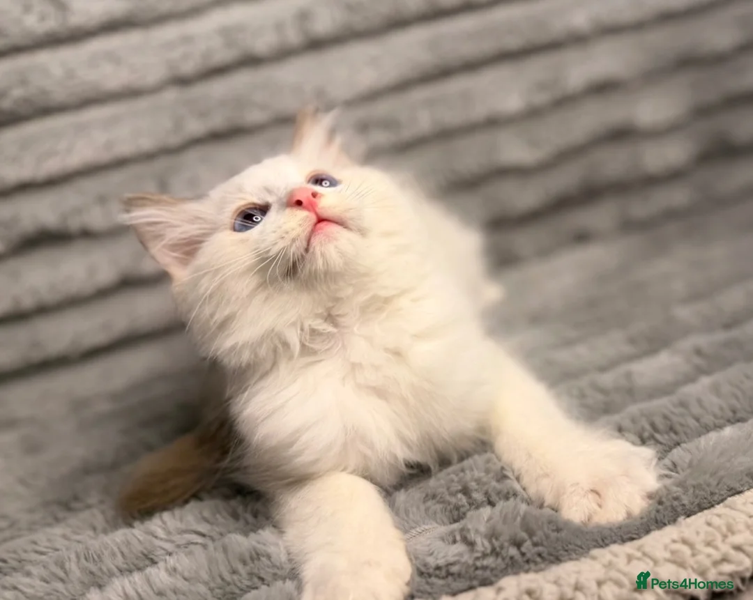 Ragdoll cats for sale: 💎 ROME: PEDIGREE BICOLOUR MITTED RAGDOLL  🩵 - Advert 10