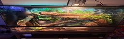 Lizard reptiles for sale: Chinese water dragon and vivarium - Advert 6