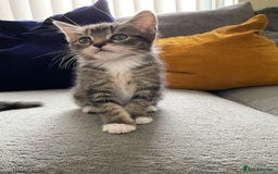 Mixed Breed cats for sale: Beautiful kittens tuxedo tabby & calico - Image 3