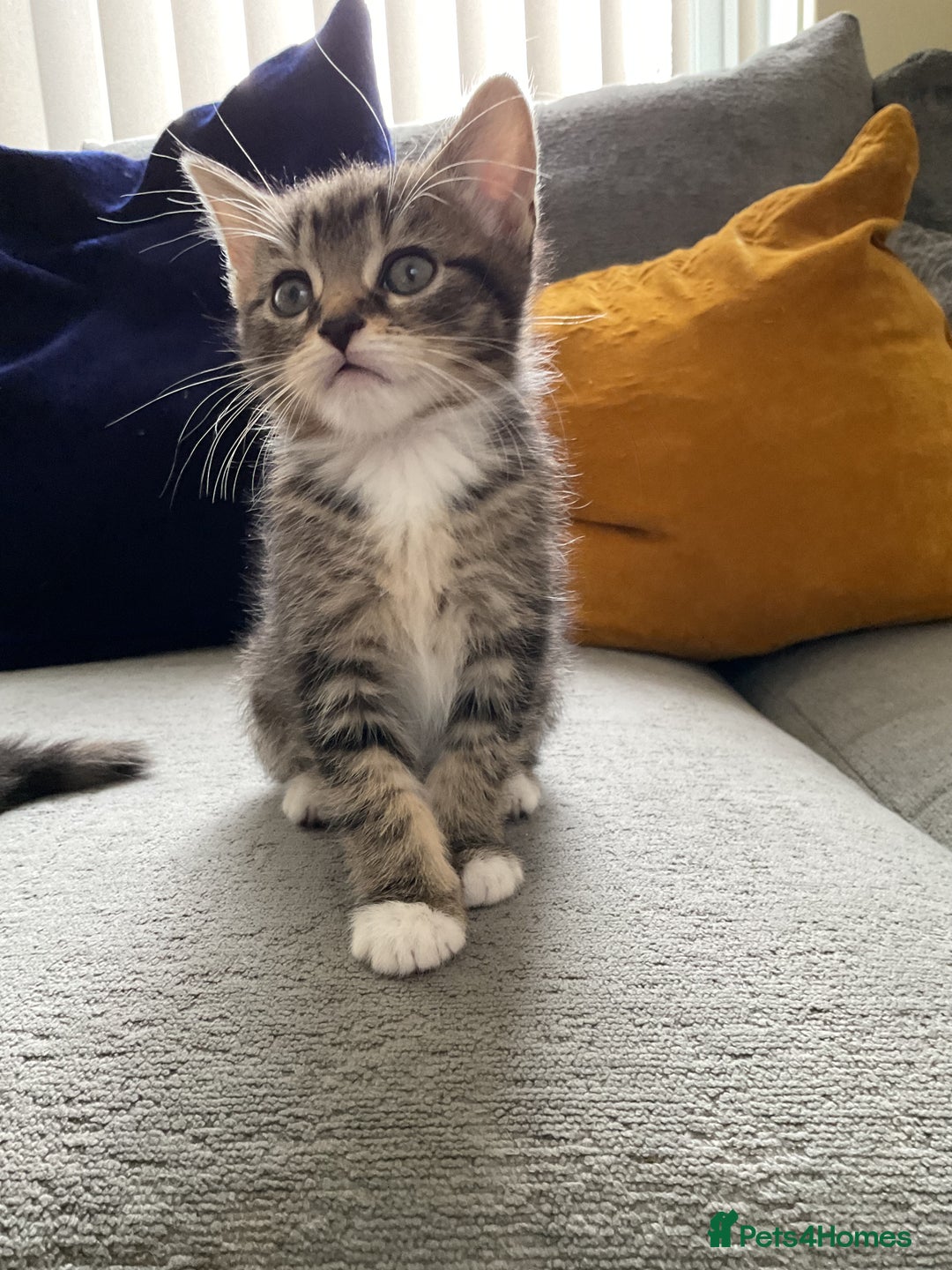 Mixed Breed cats for sale: Beautiful kittens tuxedo tabby & calico - Image 3