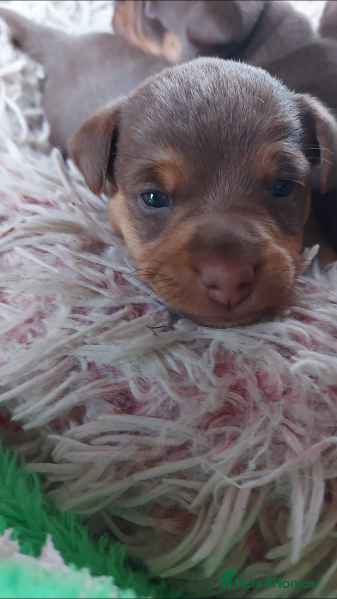Jack Russell dogs for sale: Stunning chocolate miniature jack russell pups  - Advert 6