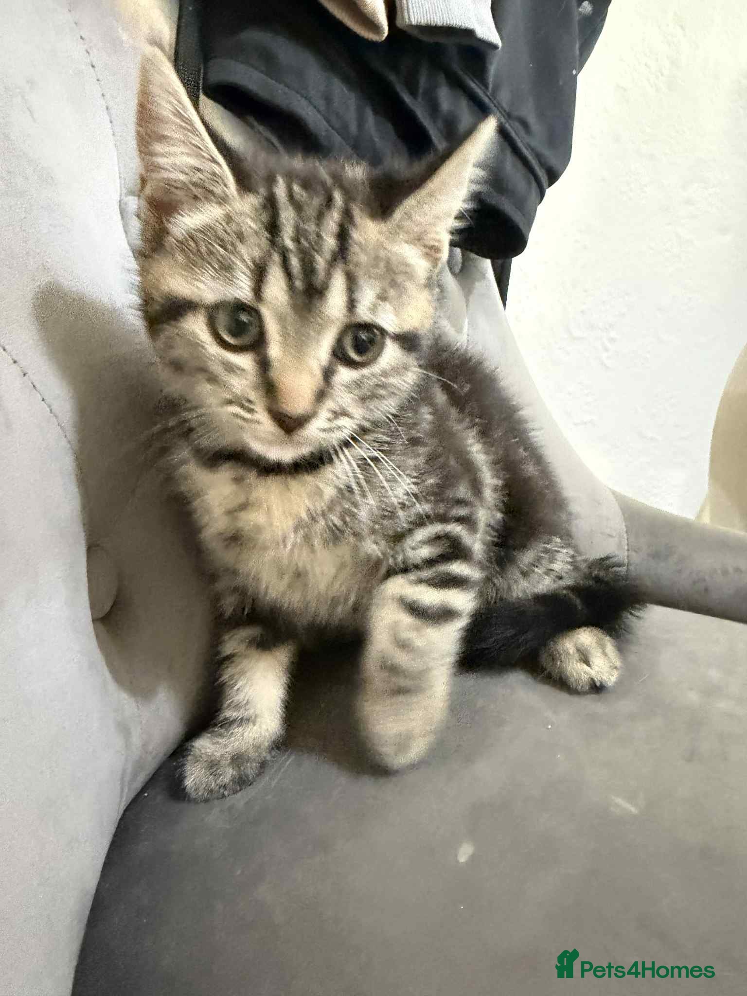 Mixed Breed cats  lovely kitten for sale  - Advert 17