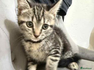 Mixed Breed cats lovely kitten for sale - Advert 20