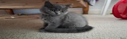 British Shorthair cats for sale: Purebred British Shorthair Kittens - 2 left! - Advert 6