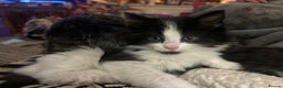 British Longhair cats for sale: Gorgeous Friendly Kittens - Advert 5
