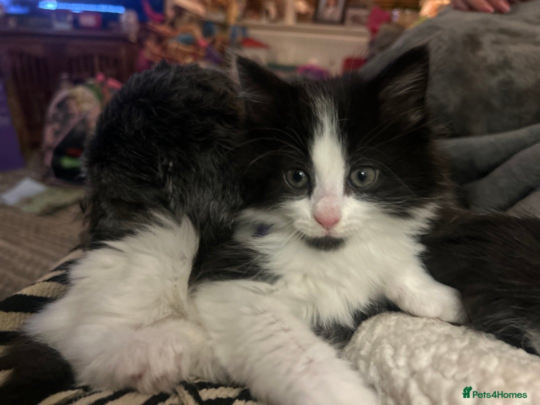 British Longhair cats for sale: Gorgeous Friendly Kittens - Advert 5