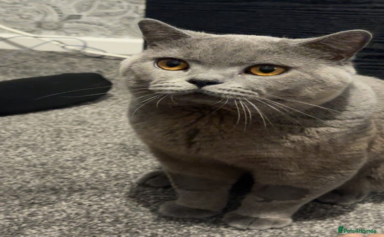 British Shorthair cats - Advert 12