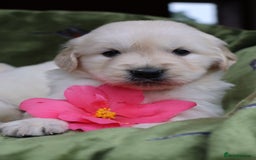 Golden Retriever dogs for sale: KC, Extensively Health tested Parents. Snow white - Image 16