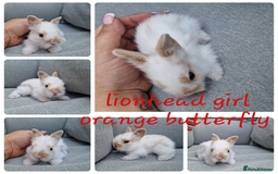 Mini Lop rabbits for sale: Pure mini lops & pure lionhead babies  - Image 5