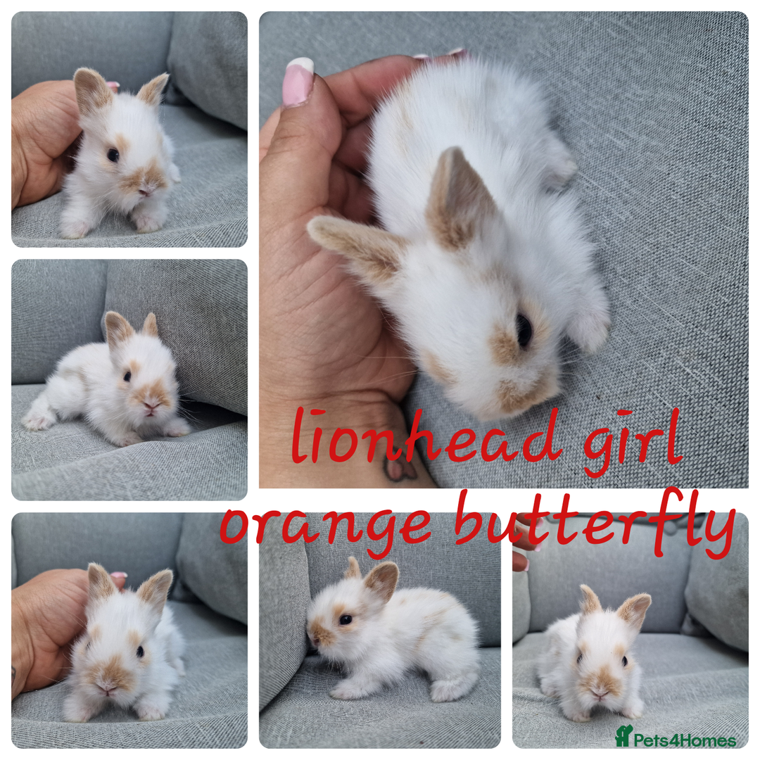 Mini Lop rabbits for sale: Pure mini lops & pure lionhead babies  - Image 5