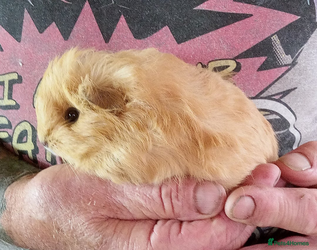 Guinea Pig rodents for sale: Long coated Guinea pigs  - Image 8
