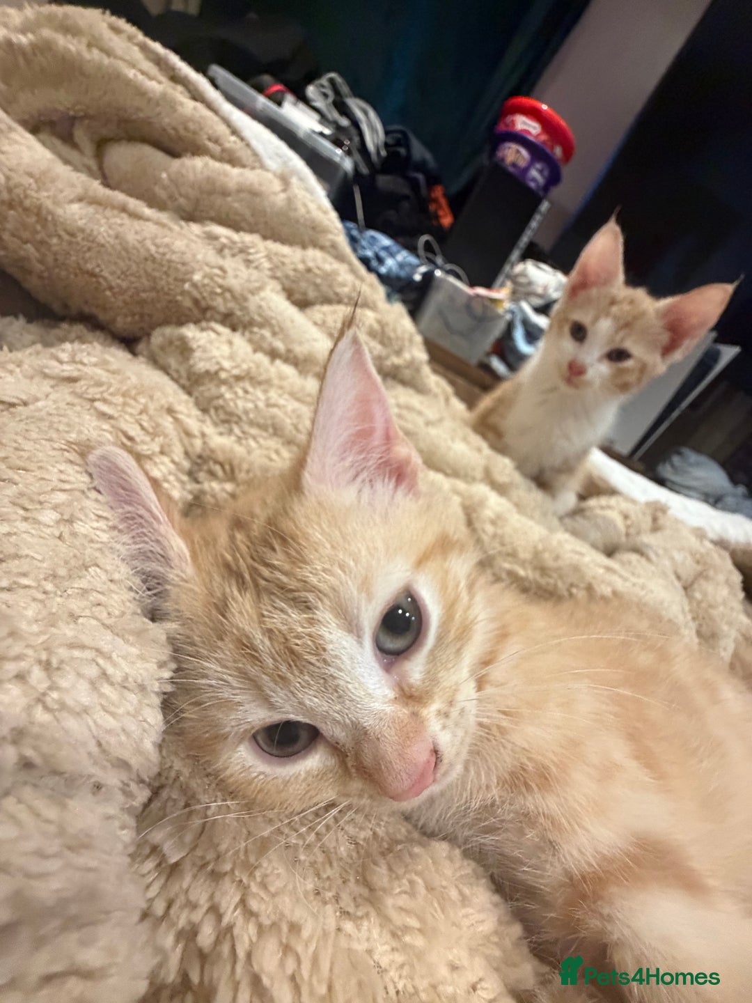 Mixed Breed cats for sale: 3 ginger and white kittens  - Advert 3