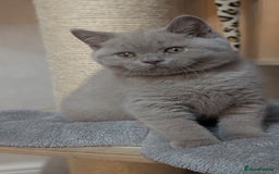 British Shorthair cats for sale: Only one boy available 💜🐾 - Image 7