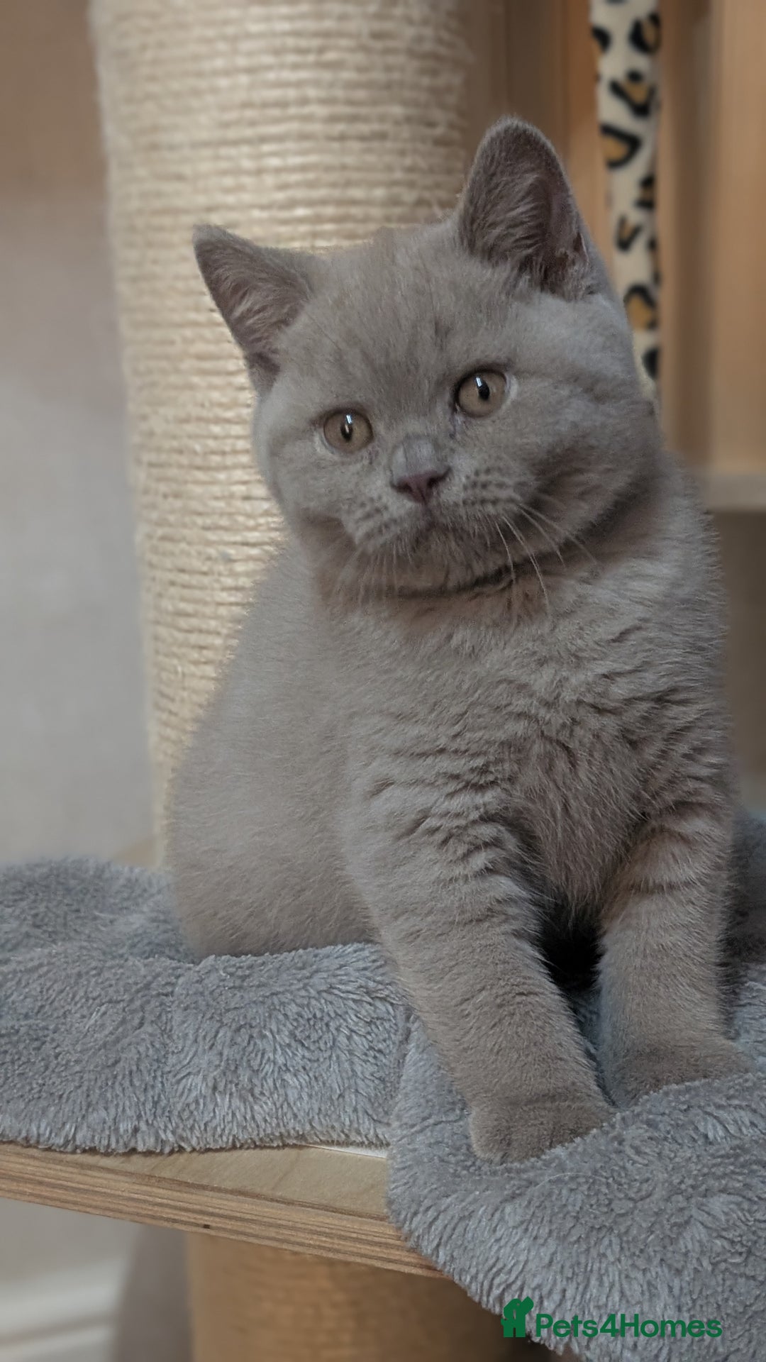 British Shorthair cats for sale: Only one boy available 💜🐾 - Image 7