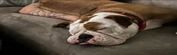 English Bulldog dogs for sale: 1 year Old Loving Bulldog, Seeking Single Pet Home - Advert 3