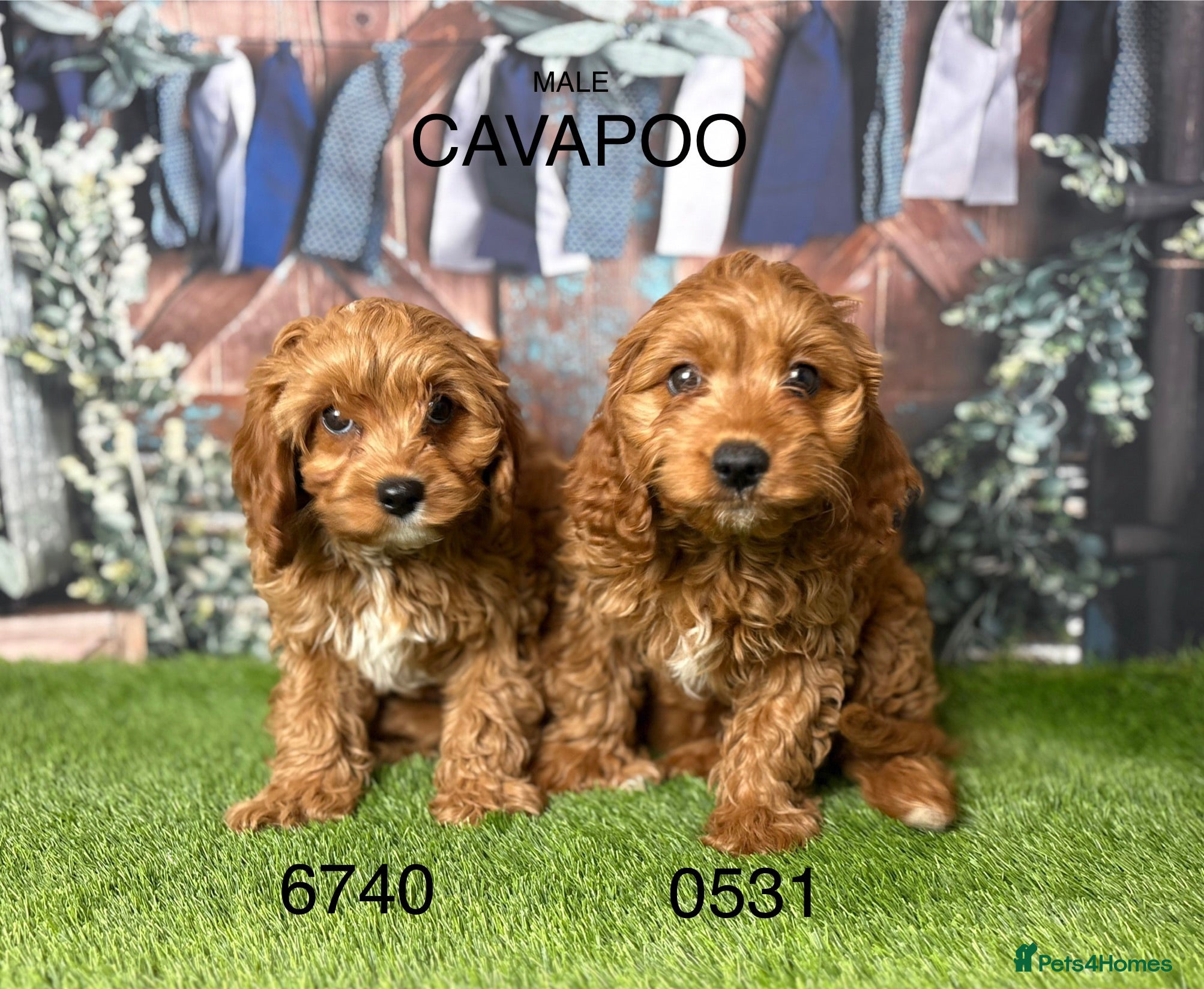 Cavapoo dogs Gorgeous Cavapoo Puppies  - Advert 1