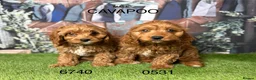 Cavapoo dogs for sale: Gorgeous Cavapoo Puppies  in Burnley - Advert 1
