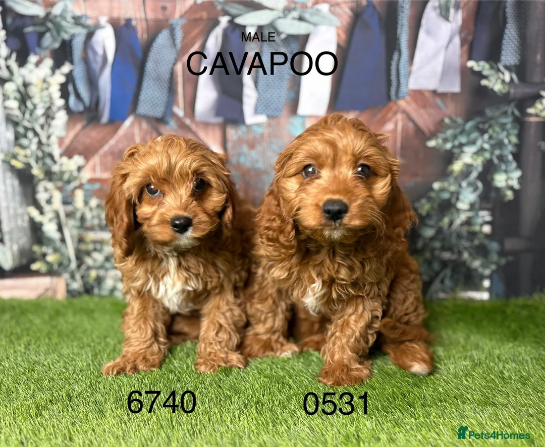 Cavapoo dogs for sale: Gorgeous Cavapoo Puppies  in Burnley - Advert 1