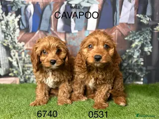 Cavapoo dogs for sale: Gorgeous Cavapoo Puppies - Advert 1