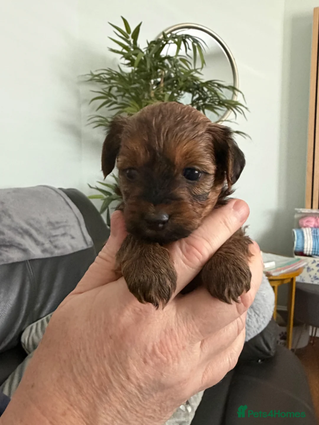 Maltipoo dogs for sale: Maltipoo pups  in Bootle - Advert 1
