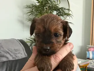 Maltipoo dogs Maltipoo pups - Advert 3