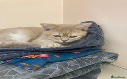 British Shorthair cats for sale: Loving British short hair and tabby cats - Image 5
