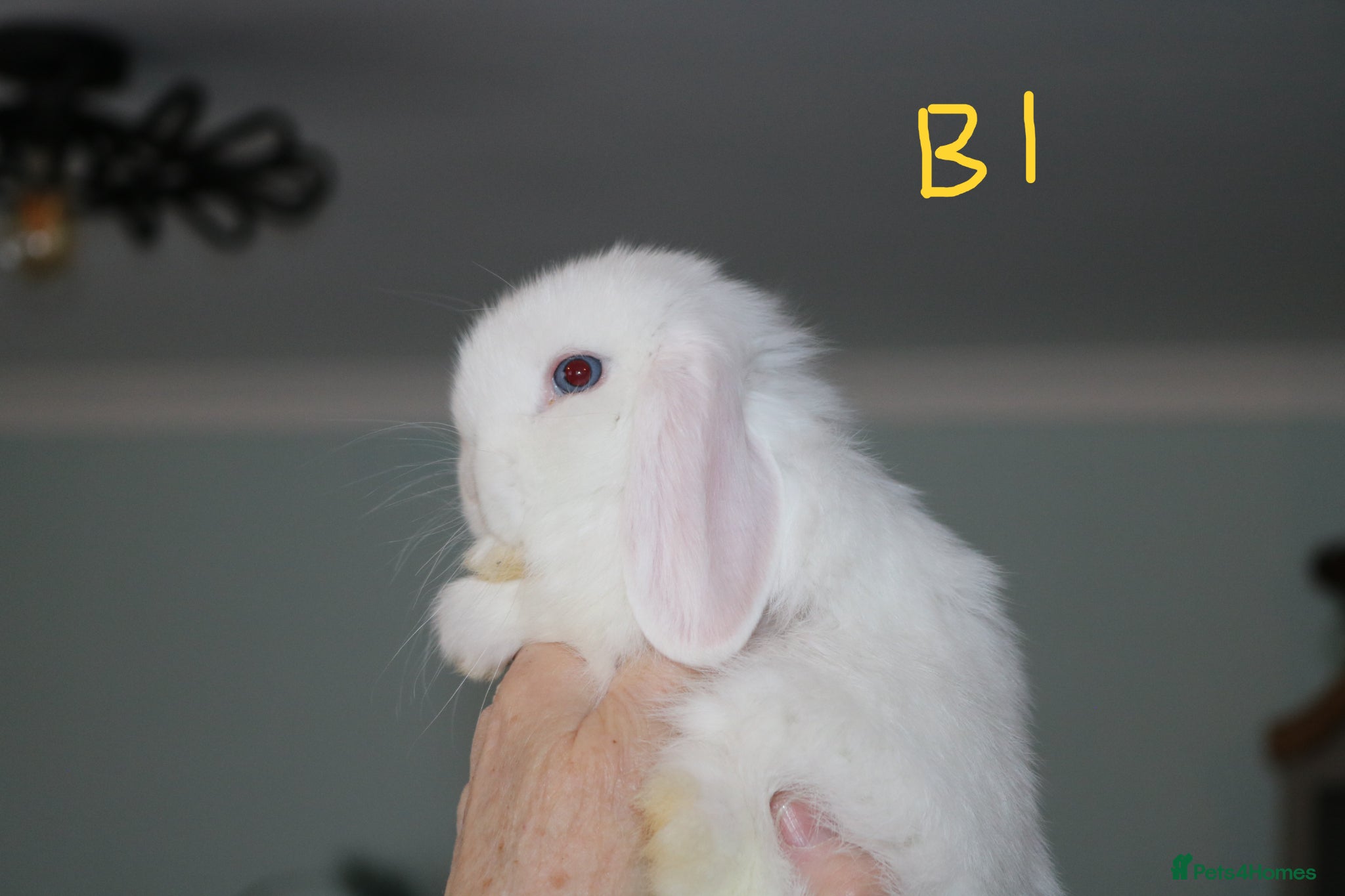 Mini Lop rabbits Mini Lop Babies - 2 bucks left - Advert 2